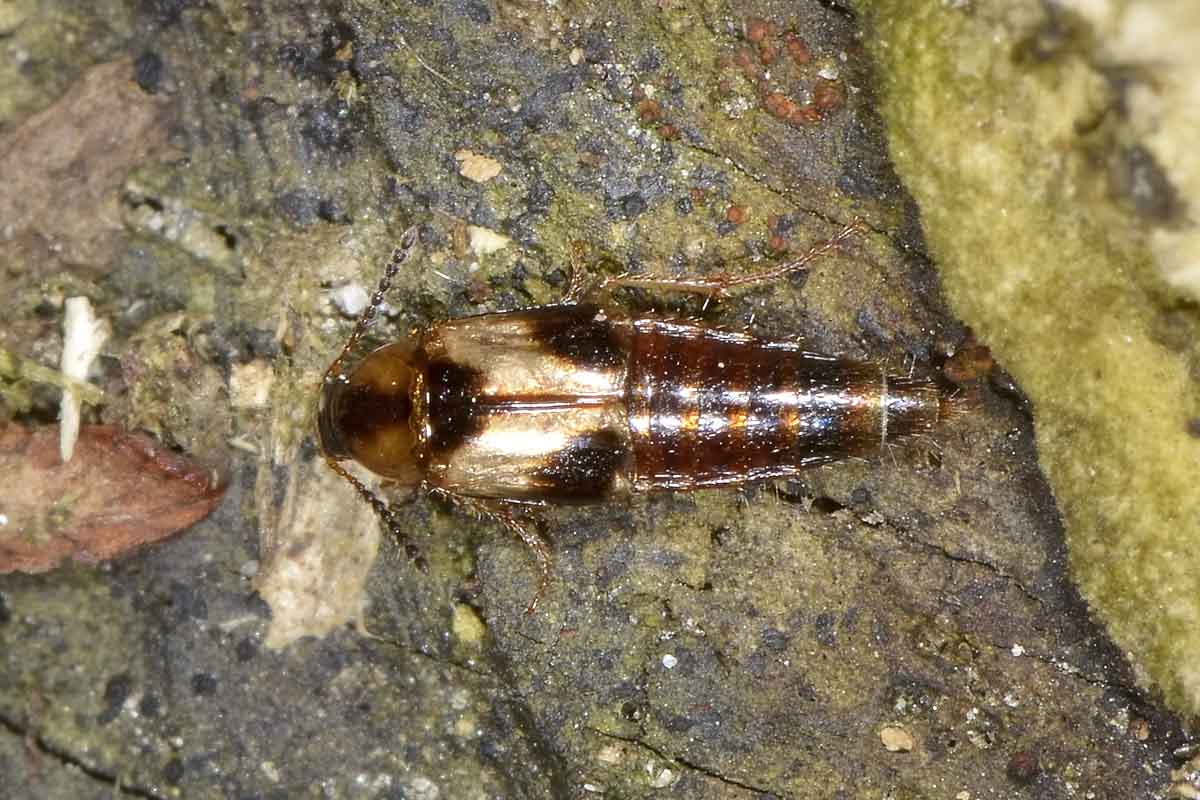 Staphylinidae tra i funghi: Lordithon sp.